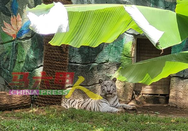马六甲动物园的白老虎，吸引访客注意力。