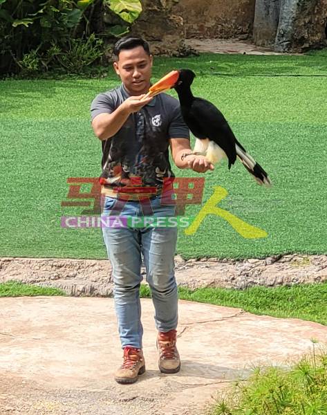 马六甲动物园精彩的飞禽演出，是访客必看的节目之一。
