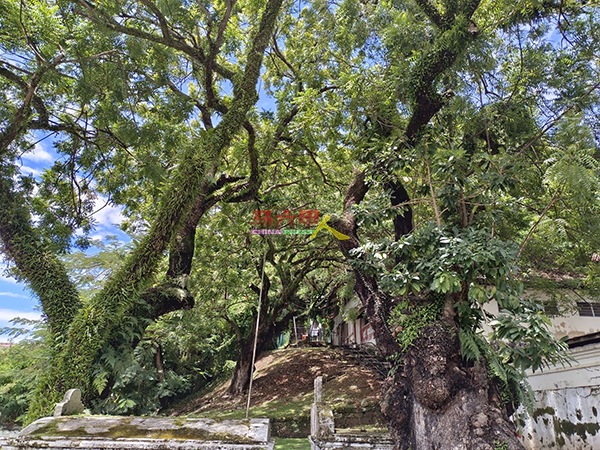 世遗区有许多老树，林朝雁认为当局可设树艺师职位，专业管理老树。