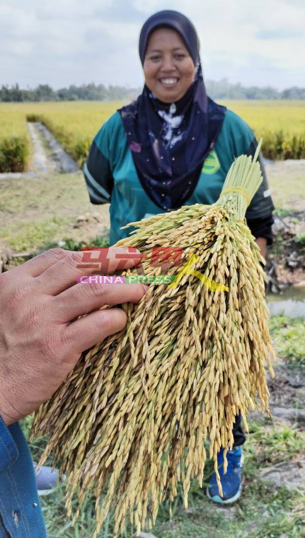 马六甲将自行生产稻米种子MR297。