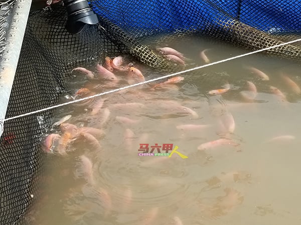 水上养鱼场饲养着大量河鱼。