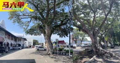 ◤今日马六甲头条◢砍伐加剧环境污染 树生病   要找树医救治