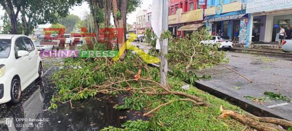 突如其来的一阵强风，导致默迪卡花园大树倒下，现场一片凌乱。