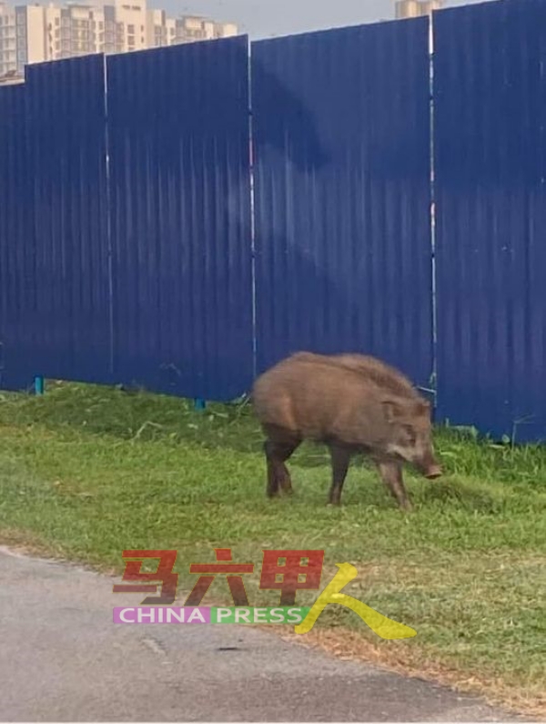身材壮硕的山猪，独自到住宅区觅食。（图取自Joey TC面子书）
