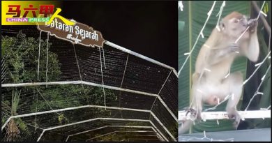 地点：爱极乐历史广场  咬断拉扯灯串线 彩灯隧道  被野猴 熄灯