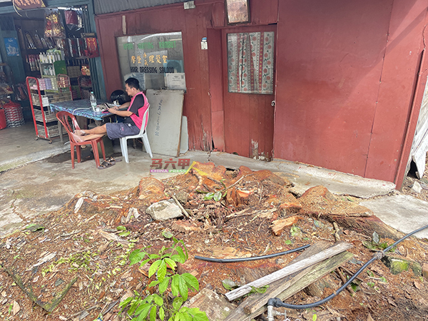 经过数月努力后，高启尧成功向市政厅申请，将位于峇章三家路的百年老树砍掉。