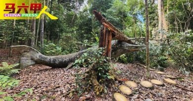 爱极乐植物园过去4天  10棵大树倒下   幸无伤亡