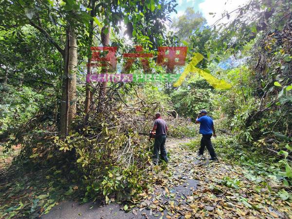 森林局派员锯断倒下的大树，以让植物园内的走道得以通行。