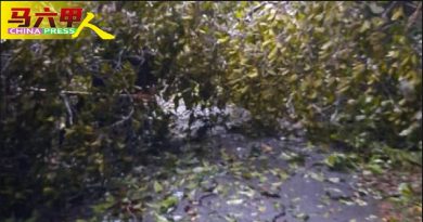 爱极乐植物园树倒 3通道被阻3天未清理