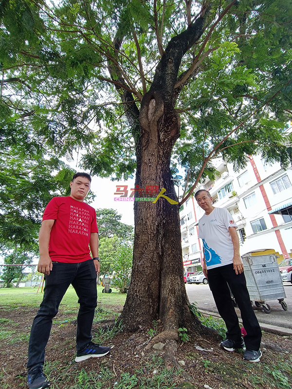 陈劲源（右）与朱智威宣布，哥打拉沙马那组屋区估计有6棵树将砍伐，以解决鸦患长期所制造的环境污染问题。