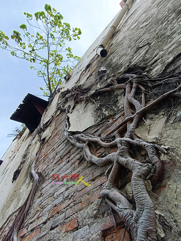 一些建筑墙壁也生长植物，势对建筑的结构带来安全冲击。