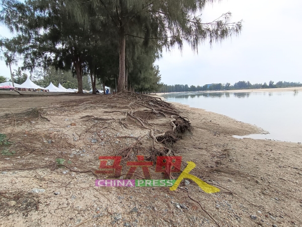 沙滩的树木因海蚀日渐减少，剩下的树木多棵也出现树根外露的问题，令人担心随时发生树倒事件。