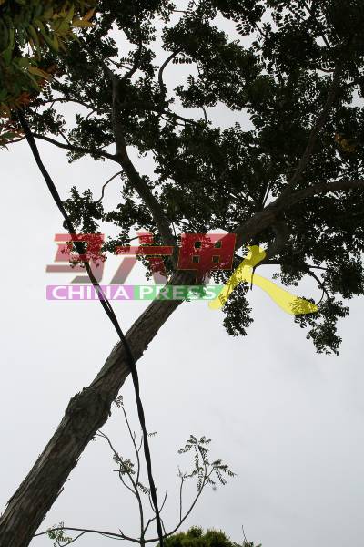 倾斜的树木可能压在电线上，有严重安全隐患。
