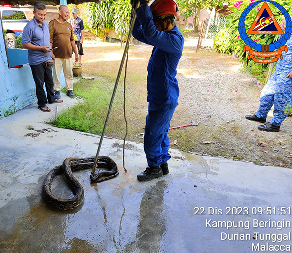 民防局队员花约一小时把约20公斤重及4公尺长的蟒蛇取出。