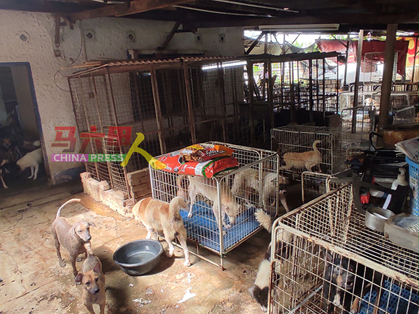 ■马六甲防虐动物协会目前收容约400只狗，已爆满。