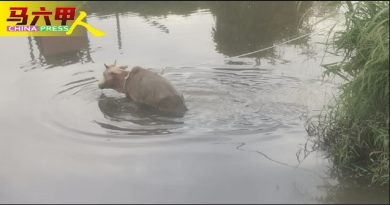 水牛坠河     7消拯员耗力拉上岸