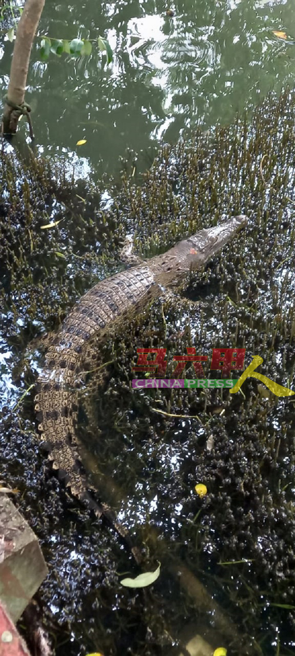 时隔一年，出没海龙宫周围的鳄鱼已成长至约6尺长，体积庞大。