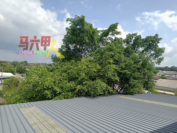 高过工厂屋顶的大树，乾枯落叶会堵塞水沟和阻碍排水功能。
