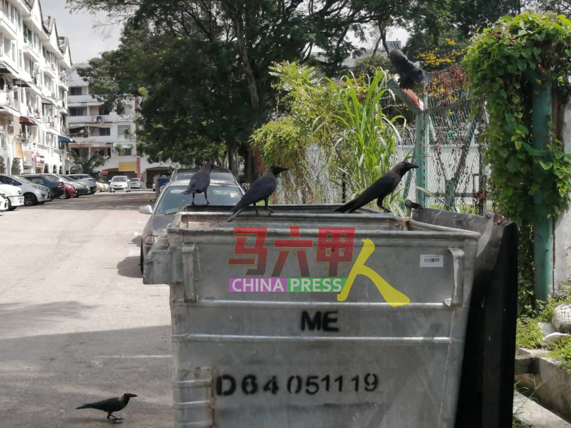 乌鸦在垃圾桶四周觅食。