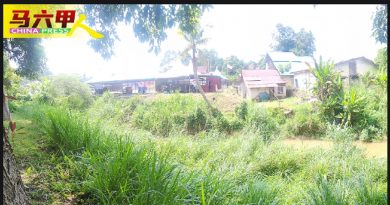 双溪峇汝河一年没清理 长满杂草   居民忧突发水灾