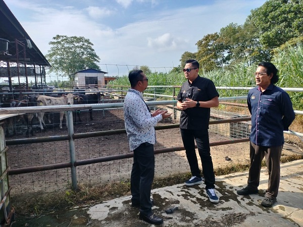 阿查哈（右起）及阿克马到马六甲牛肉有限公司了解拍卖牛的情况。