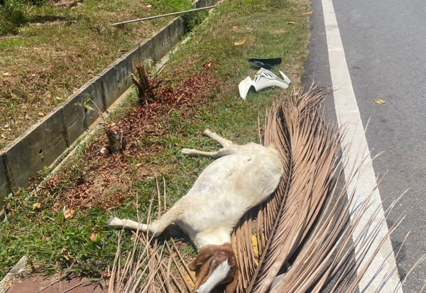 羊被撞死在路边。