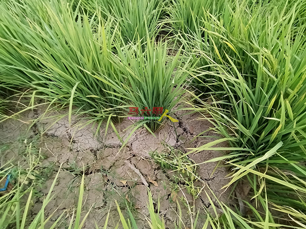 稻田缺水导致土地龟裂。