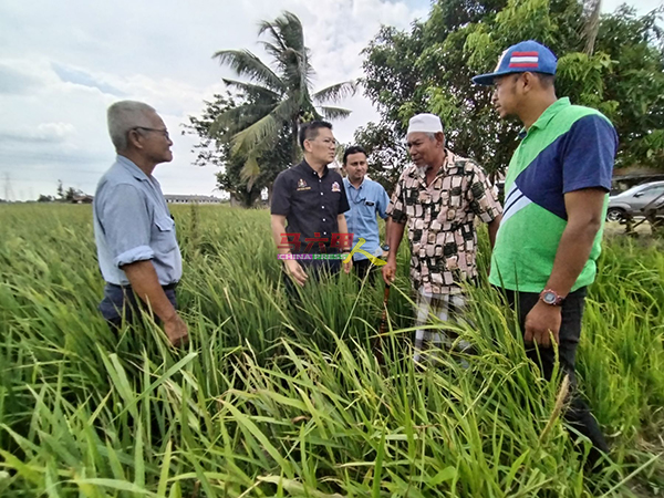 奥斯曼（右2）向林万锋（左2）反映无水灌溉影响稻田收成。