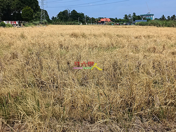 甲市区一些稻田严重缺乏水源，导致水稻泛黄并枯萎。