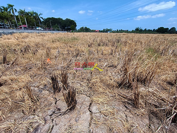一些稻田的土地乾旱龟裂，农作物无法生长。