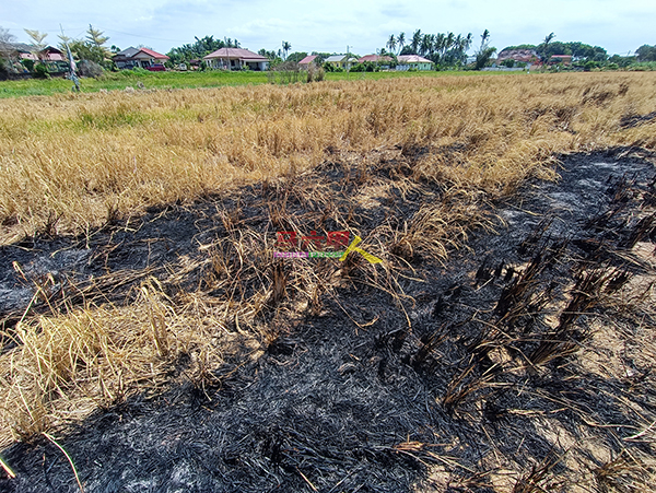 一些农作物在干旱期间不幸发生火患。