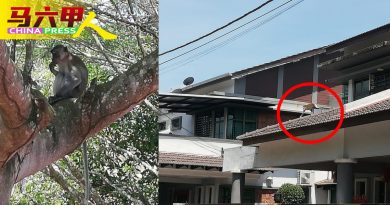 爬入住宅搞破坏   居民冀快捉野猴