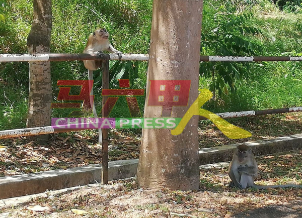 巴也隆布乌达马花园出现成群野猴。