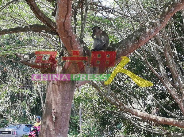 猴子在花园住宅区翻找垃圾桶找到食物后，在树上食用。