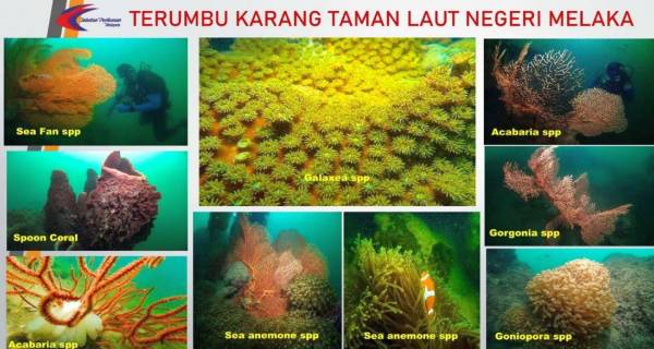 马六甲海洋公园拥有世界最美珊瑚之一的海底。