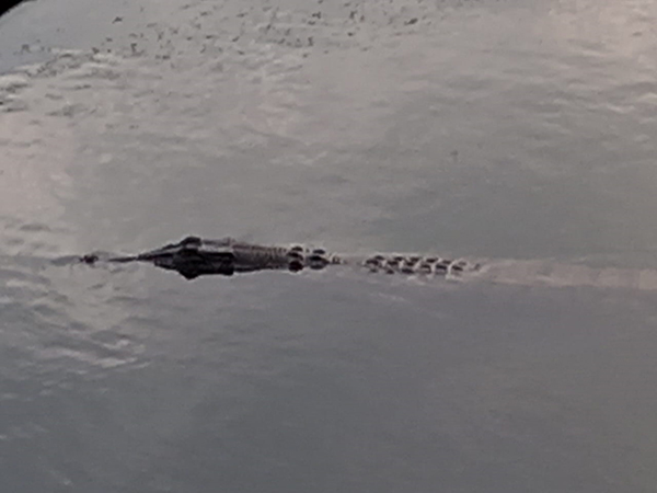 ■鳄鱼浮现在河面。