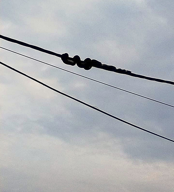 长约6尺的蟒蛇缠在电缆上。（图民防局提供）