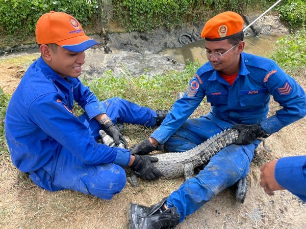 两名民防人员使用绳子绑着鳄鱼嘴。（图民防局提供）