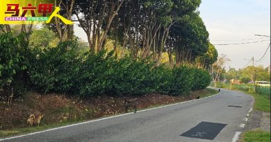 三寶山流浪狗追車追人 民眾憂危及安全