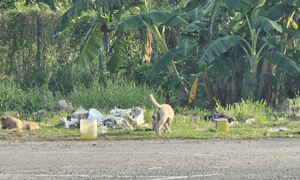 流浪狗四处觅食，在垃圾堆里翻找食物。