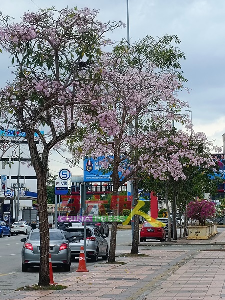 炎热的三月，是风铃木盛开的季节。