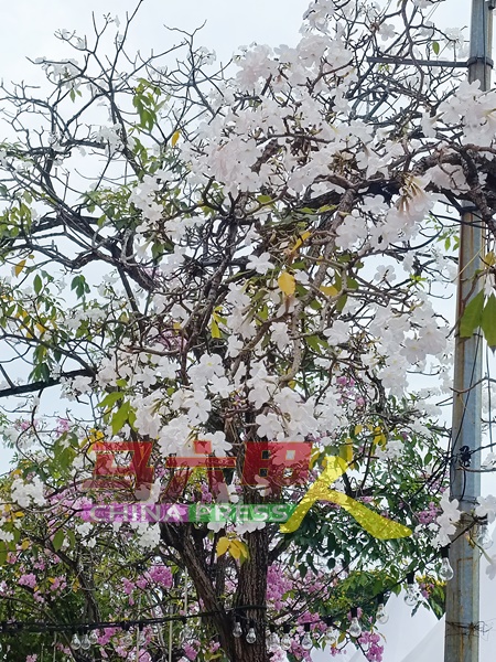 白色花瓣的风铃木较为少见。