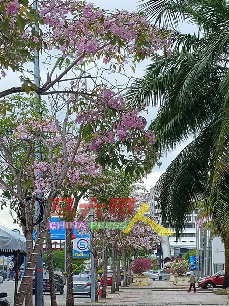 美丽的风铃木为甲市区营造美丽花景。