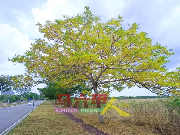哥打拉沙马那地区一些树叶因天气太晒的情况下，现金黄色，引人注意。 