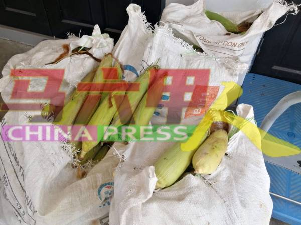 500条台湾品种的玉蜀黍准备送给受惠家庭。