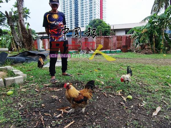 吴客平将打架鸡饲养在住家草地，有时它们生病时，会自行在草堆中寻找草药进食。