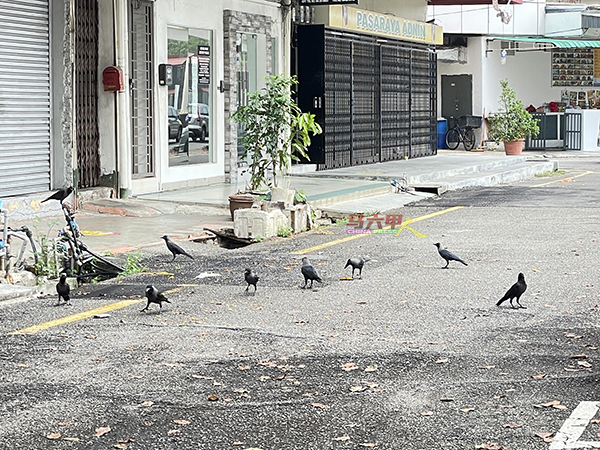 ■成群乌鸦在马路上“开趴”。