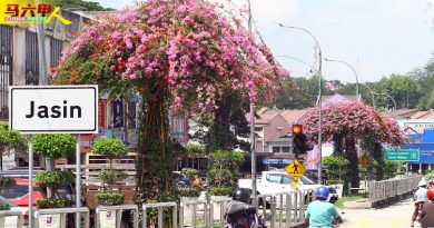 野新市议会美化市容  打造九重葛擎天景观