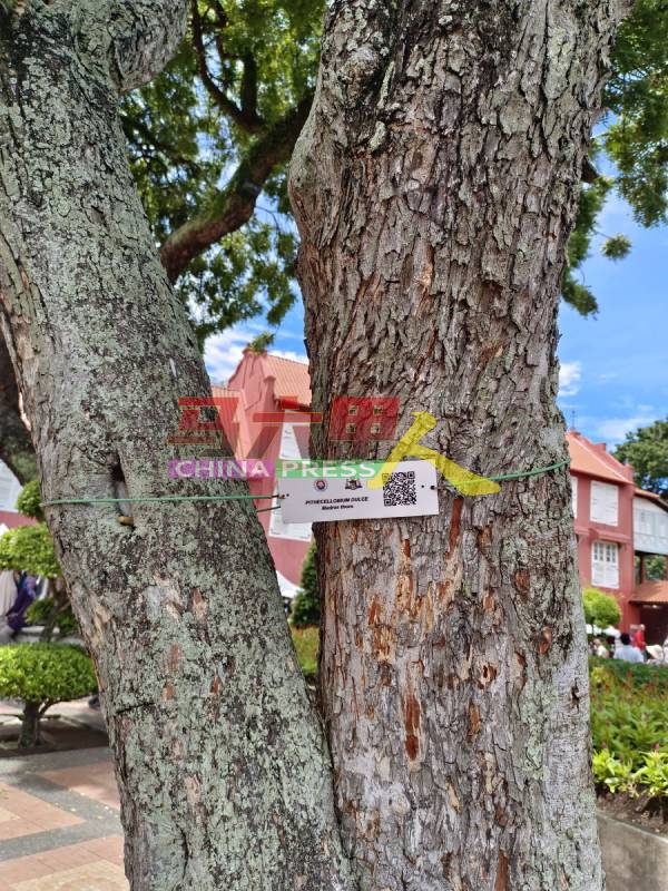 地方政府通过Mytrees@Melaka系统，登记辖区内的树木资料。