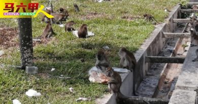 今日马六甲头条〡投喂引来逾百猴群   马六甲柏达纳花园猴患   人心惶惶